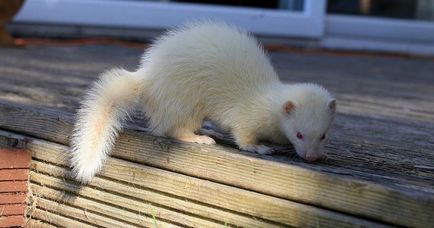 Ce nume ar trebui să numiți o fată sau băiat de ferret