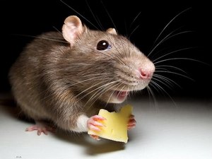 Як позбутися мишей і щурів в приватному будинку як боротися, різні способи
