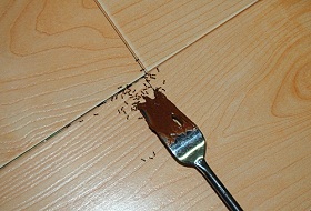 Як позбутися від мурашок в будинку різними засобами
