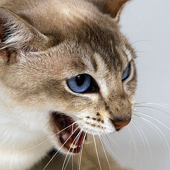 Cum să corectați comportamentul pisicilor care se confruntă cu agresiunea