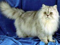 Hogyan fürödni egy perzsa macska, és milyen gyakran fürödni, mint egy perzsa macska, és milyen