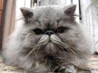 Hogyan fürödni egy perzsa macska, és milyen gyakran fürödni, mint egy perzsa macska, és milyen