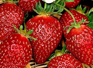 Cum să cumpărați răsaduri de căpșuni pentru a obține tufișuri sănătoase