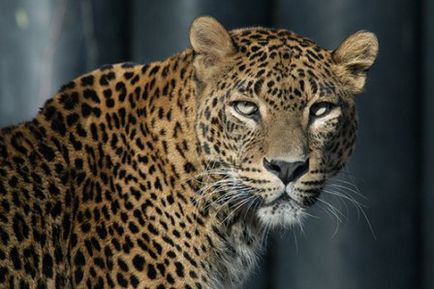 Cum leopardul a primit petele sale magnus felidae (mare felina) - frumusete si excelenta!