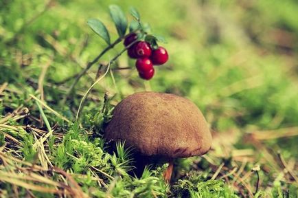 Як маринувати гриб моховик на зиму - покрокові рецепти