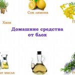 Як мити кішку, якщо вона боїться води, британську, шампунем від бліх в перший раз у ванній і сфінкса