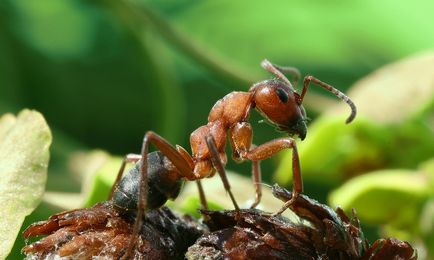 Cum furnicile se luptă pentru mânia lor - numai cele mai interesante