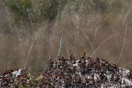 Як мурахи воюють за свій мурашник - тільки найцікавіше