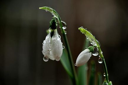 Cum de a desena un snowdrop