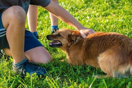 Hogyan kell tanítani a kutyát a parancsot hazugság, a dolgok meg tudja mondani ránézésre Her (csapat) Hogyan kell tanítani a kutyát a parancsot hazugság, női titkok