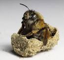 Як називається бджолиний послід питання з бджолиного довідника