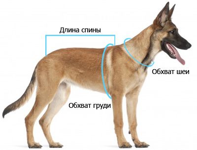 Як визначити розмір одягу і взуття собаки