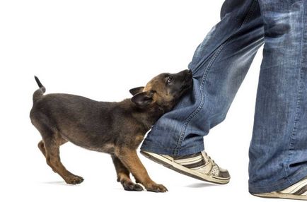 Cum să dezactivați un câine să muște