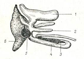 Care sunt funcțiile ficatului, descriu compoziția bilei și rolul acesteia în digestie - fiziologia peștilor - biologia