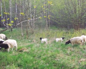 Cum să hrănești oile, în Belarus