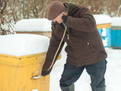 Як підготувати бджіл до зимівлі на вулиці