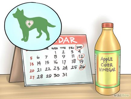 Як користуватися яблучним оцтом для собак