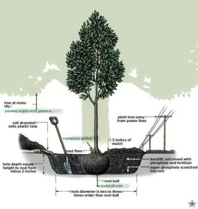 Як посадити дерево покрокова інструкція, як правильно посадити дерево