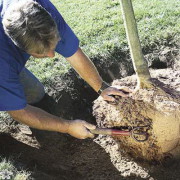 Cum să plantezi un copac pas cu pas instrucțiuni despre cum să plantezi un copac