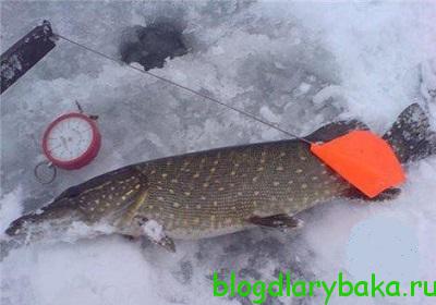 Cum să prindeți în mod corespunzător știucul de jos în timpul iernii pe zherlitsy, pescar pescar vede din afară