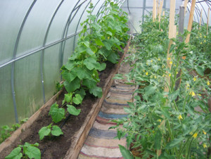 Cum să plantezi în mod corespunzător castraveții în plantarea de sere, alăptare și în creștere