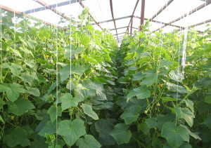 Cum să plantezi în mod adecvat castraveți în plantarea de sere, alăptare și în creștere