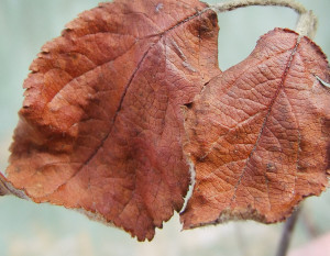 Cum să recunoaștem problema frunzelor de plante