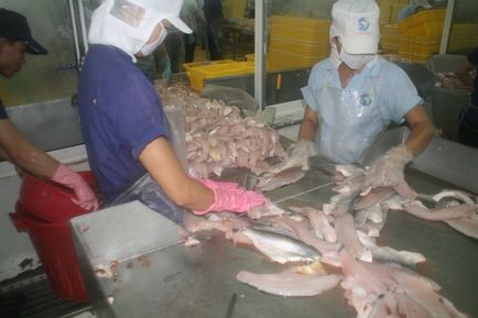 Як розводять рибу у В'єтнамі, як це зроблено