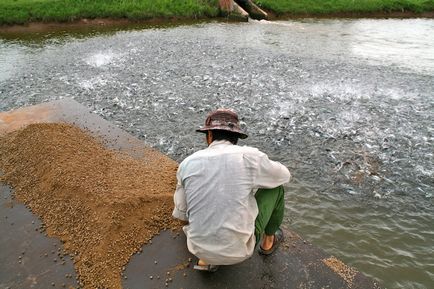 Cum să pescuiască în vietnameză, așa cum se face