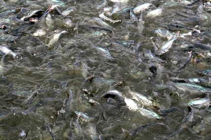 Як розводять рибу у В'єтнамі, як це зроблено