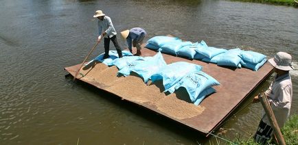 Як розводять рибу у В'єтнамі, як це зроблено