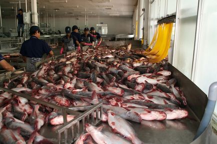 Cum să pescuiască în vietnameză, așa cum se face