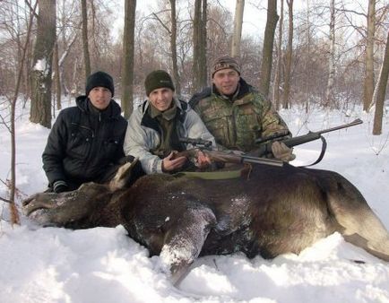 Hogyan szolonyec Moose (jávorszarvas) Hogyan szolonyec a jávorszarvas