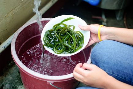Cum se face îngrășământ lichid din alge - vripmaster