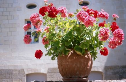 Care este temperatura geraniumului pe balcon