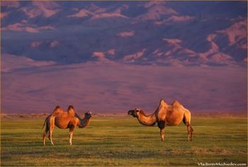 Cum supravietuieste camila in desert - vreau sa stiu totul