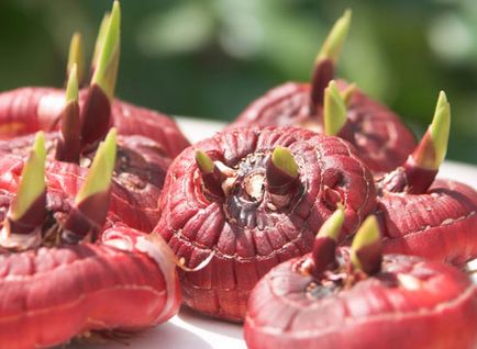 Cum sa alegi becuri bune gladiolus - cum sa alegi bulbi de lalele - gradina si gradina