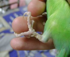 Cum de a vindeca un acarian dintr-un papagal utilizând fotografii și video de unguent aversectin