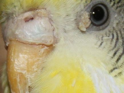 Cum de a vindeca un acarian dintr-un papagal utilizând fotografii și video de unguent aversectin