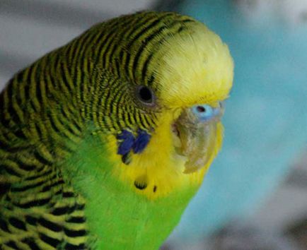 Як вилікувати кліща у папуги за допомогою аверсектіновая мазі фото і відео