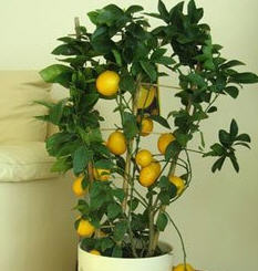 Як виростити лимон в кімнаті