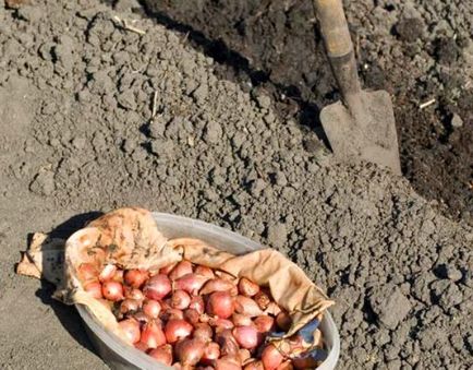 Cum să crească o cultură bună de ceapă cu plantare adecvată și cele mai bune recomandări pentru îngrijirea culturilor