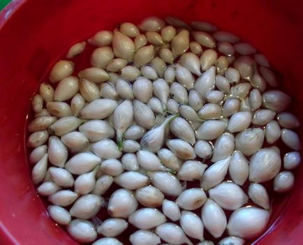 Cum să crească o cultură bună de ceapă cu plantare adecvată și cele mai bune recomandări pentru îngrijirea culturilor