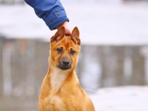 Як в'язати собаку перший раз, хеппідогс