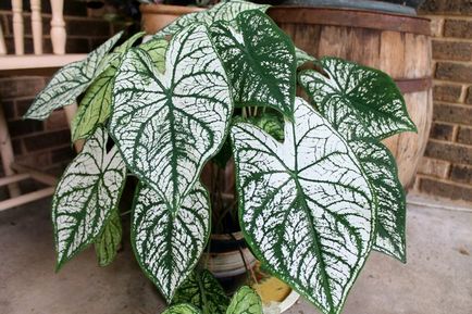 Caladium - îngrijire la domiciliu