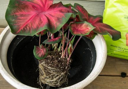 Caladium - ellátás az otthoni (házi növények) Caladium - otthoni gondozást