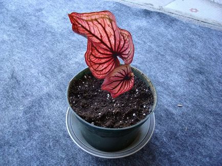 Caladium - îngrijire la domiciliu