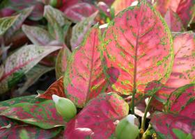 Caladium de îngrijire a florilor la domiciliu