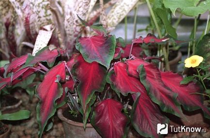 Caladium de îngrijire a florilor la domiciliu