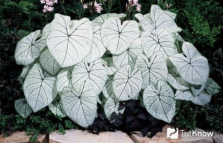 Caladium de îngrijire a florilor la domiciliu